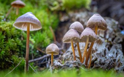 Article on psychedelics and stuttering published